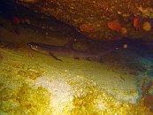 White Tip Reefshark2